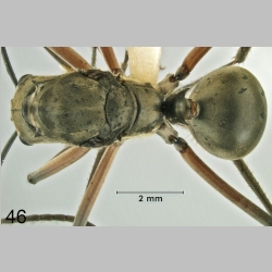 Polyrhachis erosispina Emery, 1980 dorsal