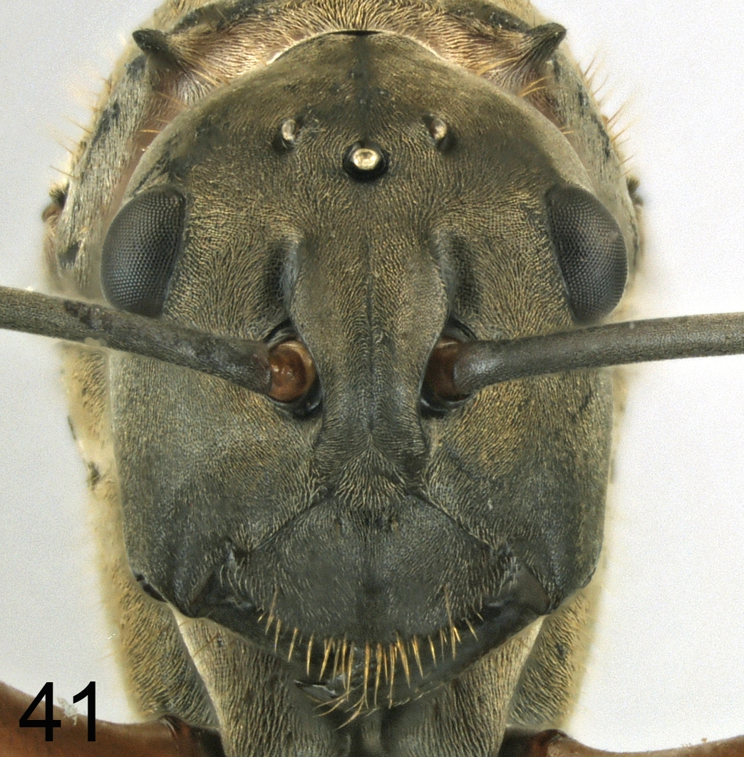 Foto Polyrhachis erosispina Emery, 1980 frontal