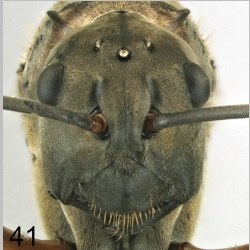 Polyrhachis erosispina Emery, 1980 frontal