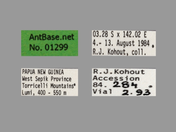 Foto Polyrhachis erosispina Emery, 1980 Label