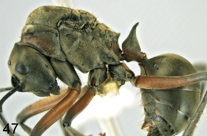 Polyrhachis erosispina Emery, 1980 lateral