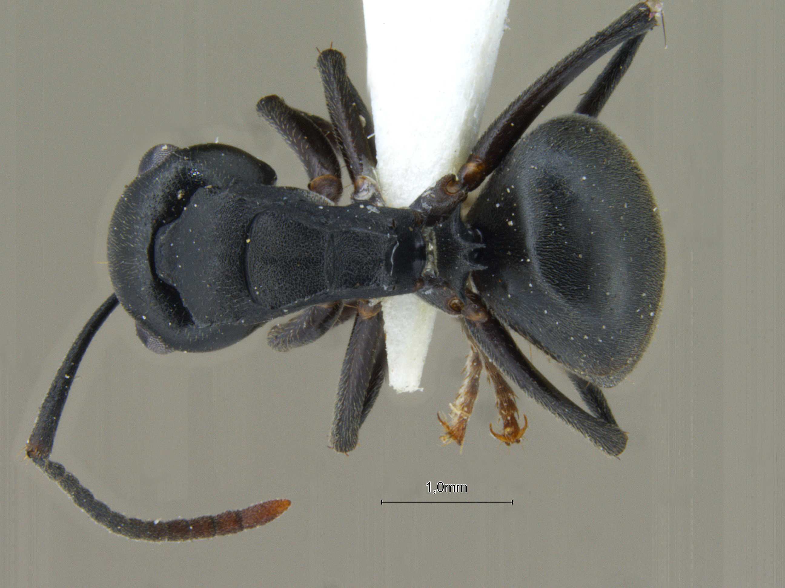 Foto Polyrhachis exercita lucidiventris Forel, 1907 dorsal