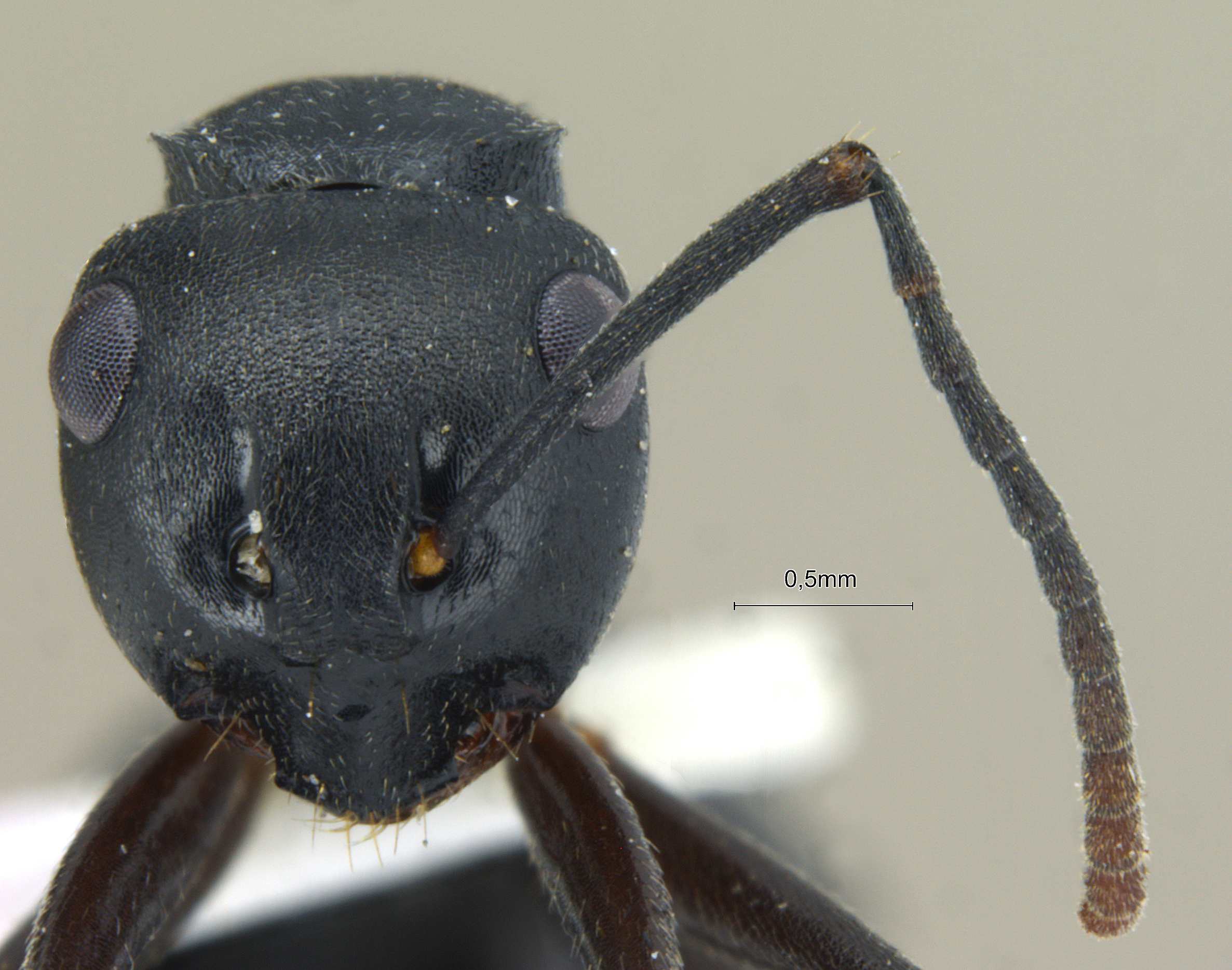 Foto Polyrhachis exercita lucidiventris Forel, 1907 frontal