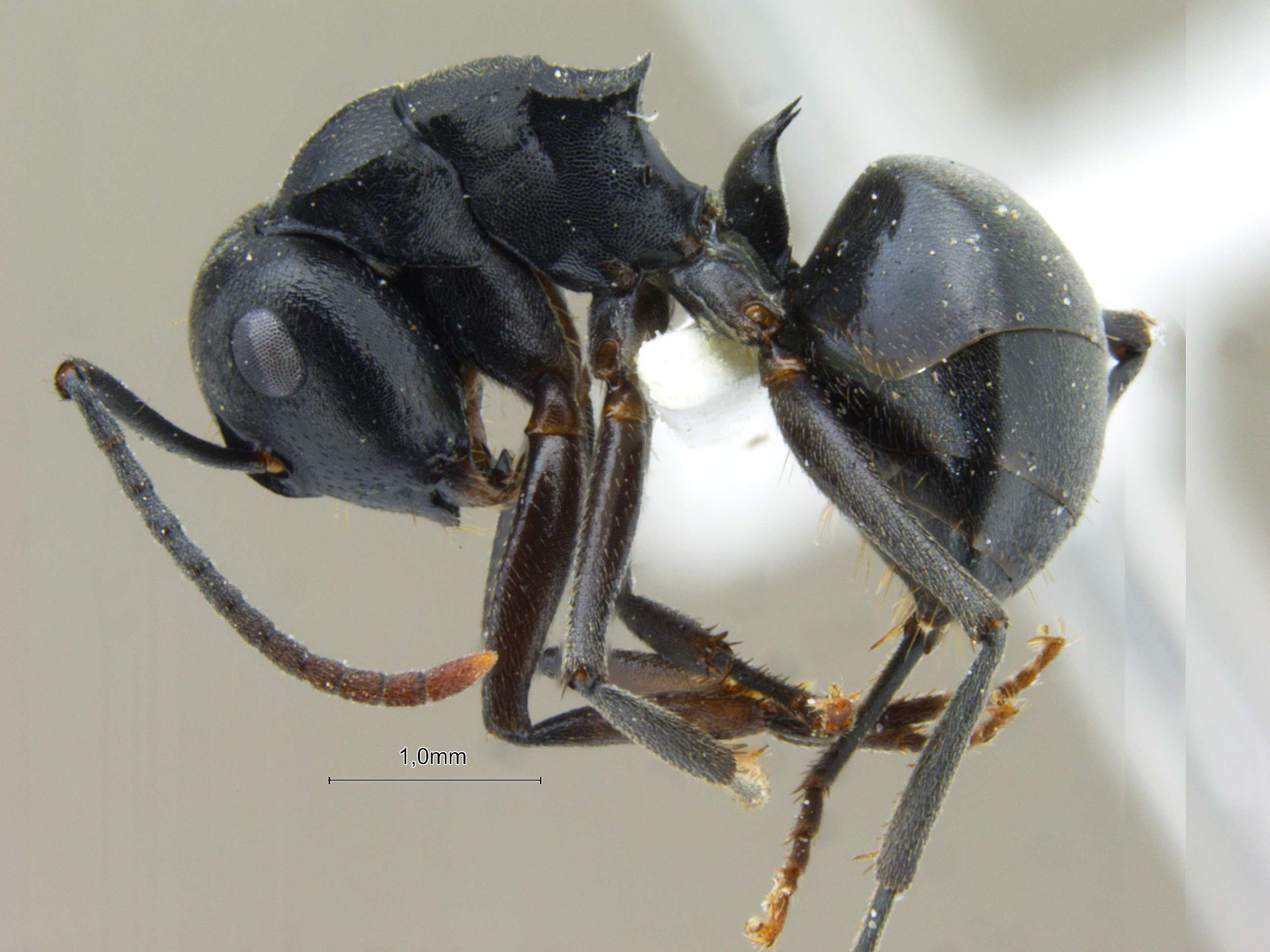 Foto Polyrhachis exercita lucidiventris Forel, 1907 lateral