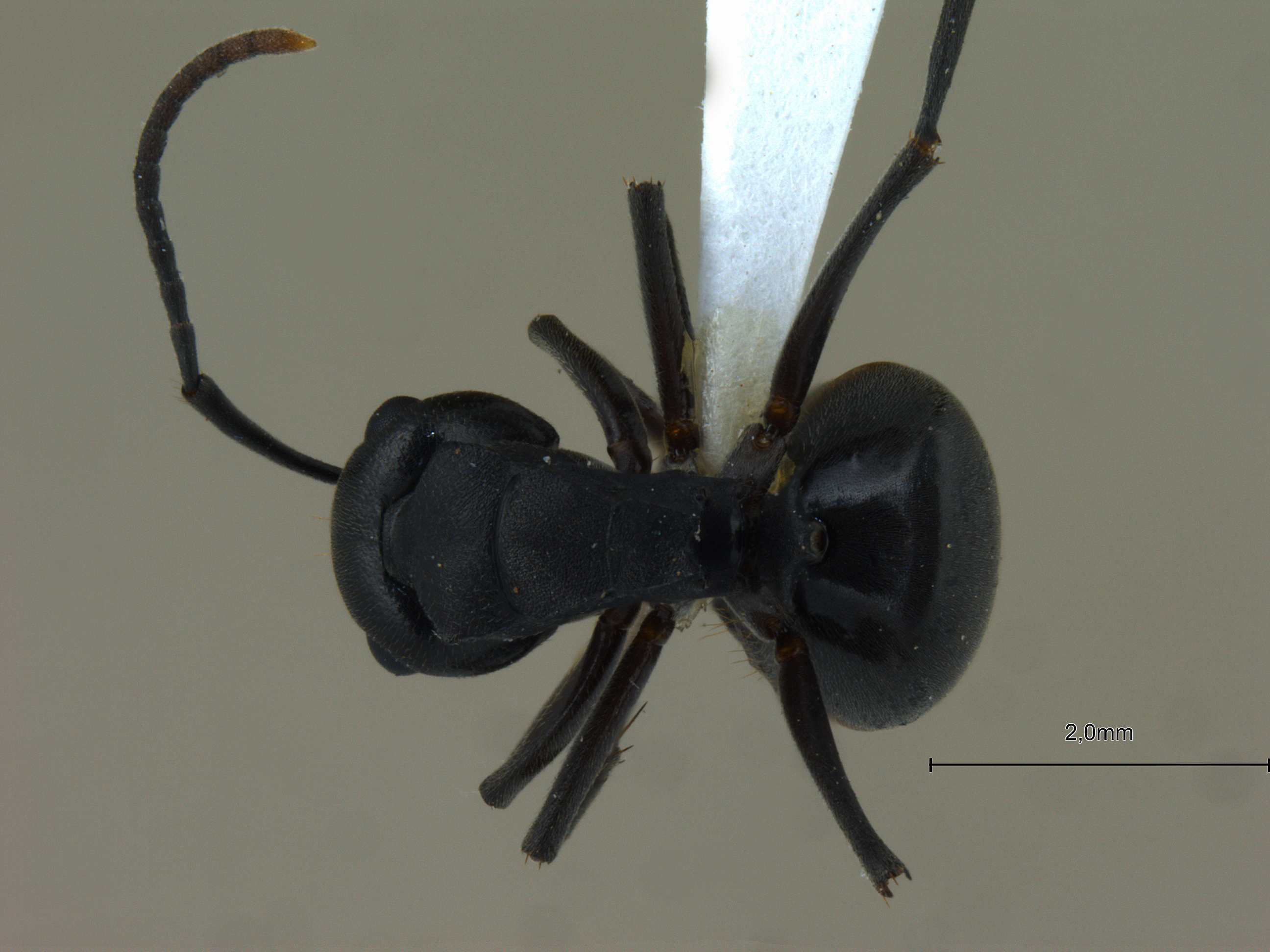 Foto Polyrhachis exercita obtusisquama Forel, 1902 dorsal