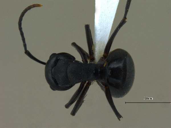 Polyrhachis exercita obtusisquama Forel, 1902 dorsal