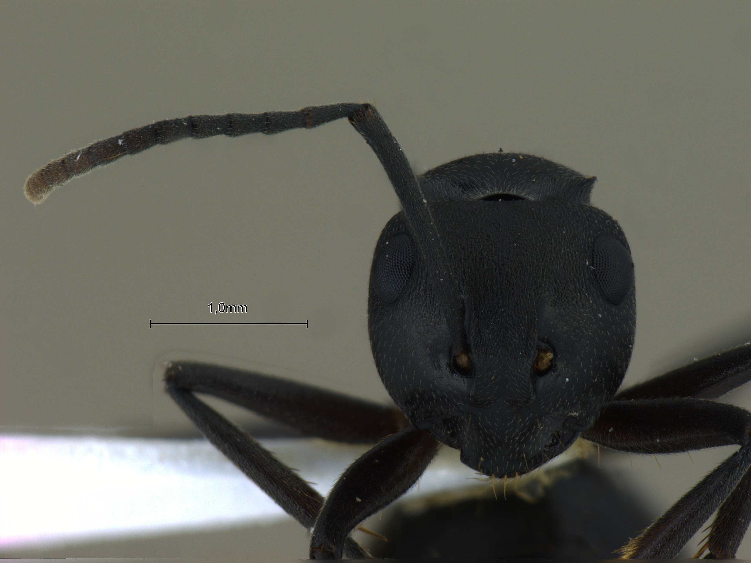 Foto Polyrhachis exercita obtusisquama Forel, 1902 frontal