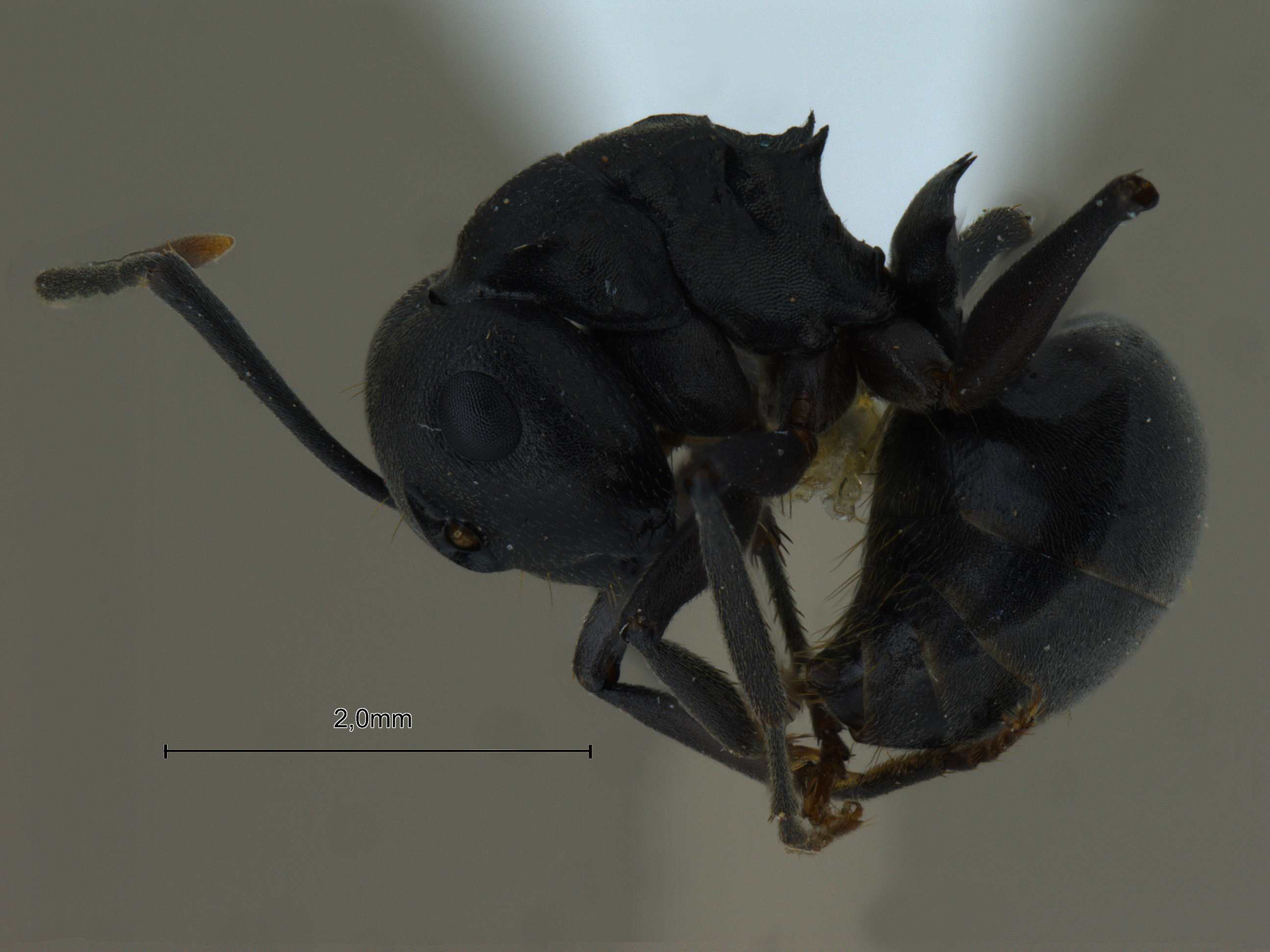 Foto Polyrhachis exercita obtusisquama Forel, 1902 lateral