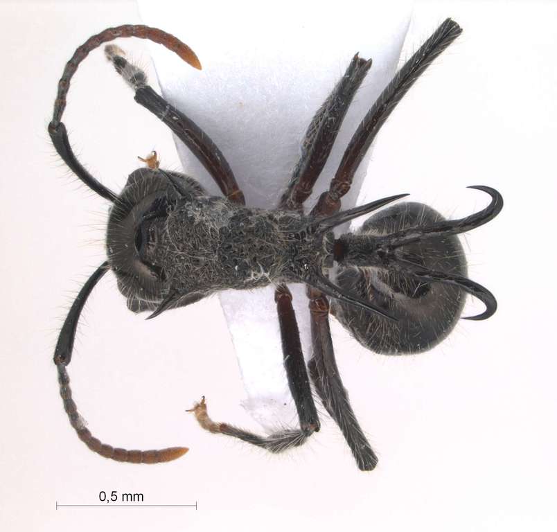 Foto Polyrhachis furcata Smith,1858 dorsal