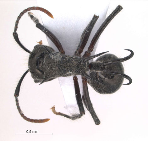 Polyrhachis furcata Smith,1858 dorsal