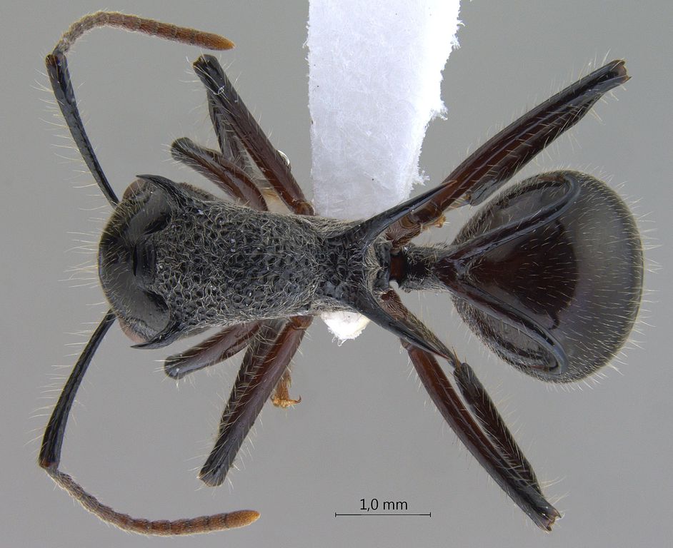 Foto Polyrhachis furcata Smith,1858 dorsal