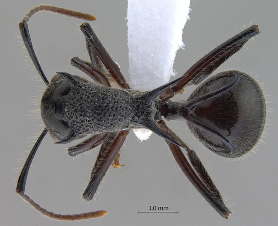 Polyrhachis furcata Smith,1858 dorsal