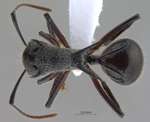 Polyrhachis furcata Smith,1858 dorsal