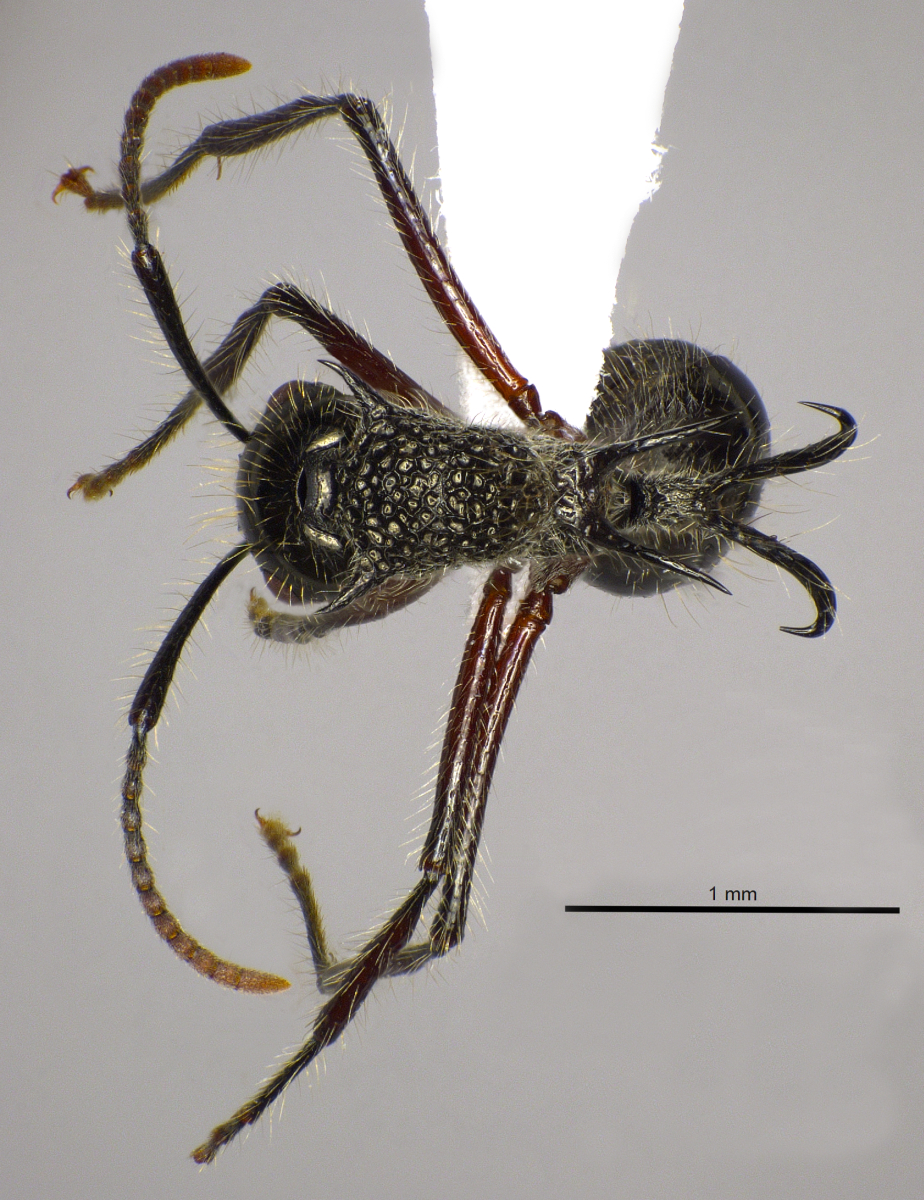 Foto Polyrhachis furcata Smith,1858 dorsal