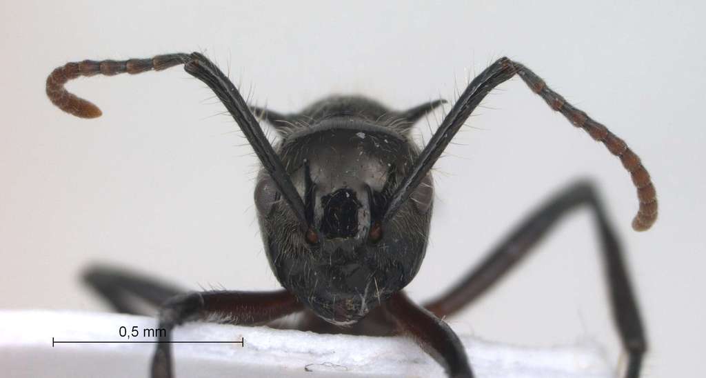 Foto Polyrhachis furcata Smith,1858 frontal