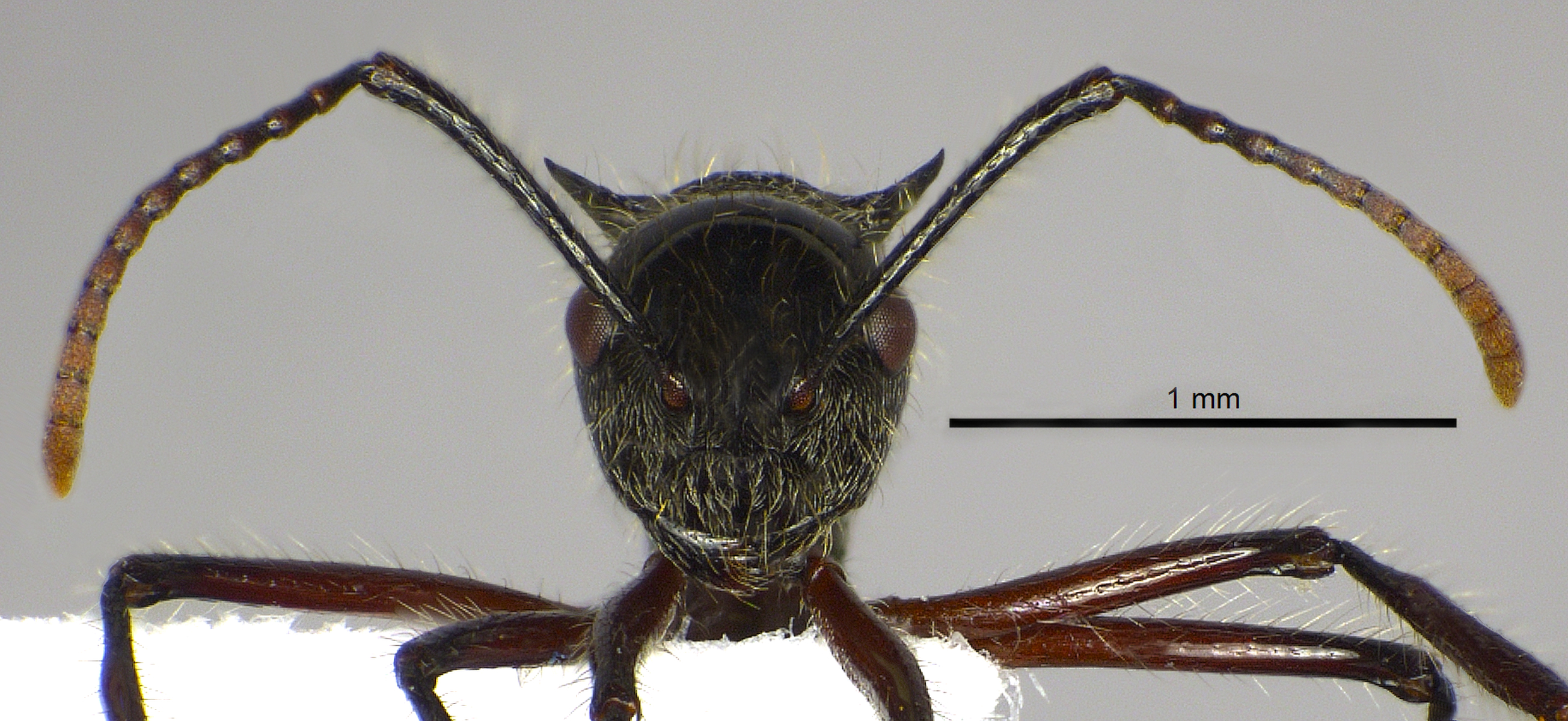 Foto Polyrhachis furcata Smith,1858 frontal