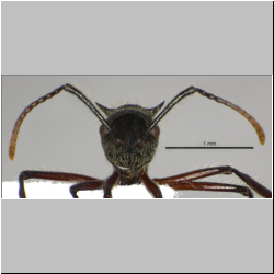 Polyrhachis furcata Smith,1858 frontal