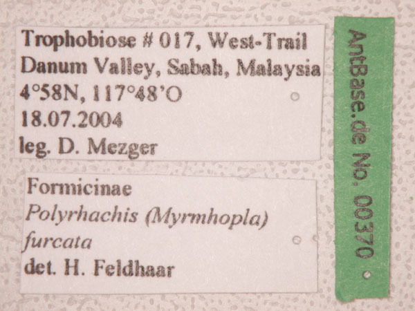 Foto Polyrhachis furcata Smith,1858 Label