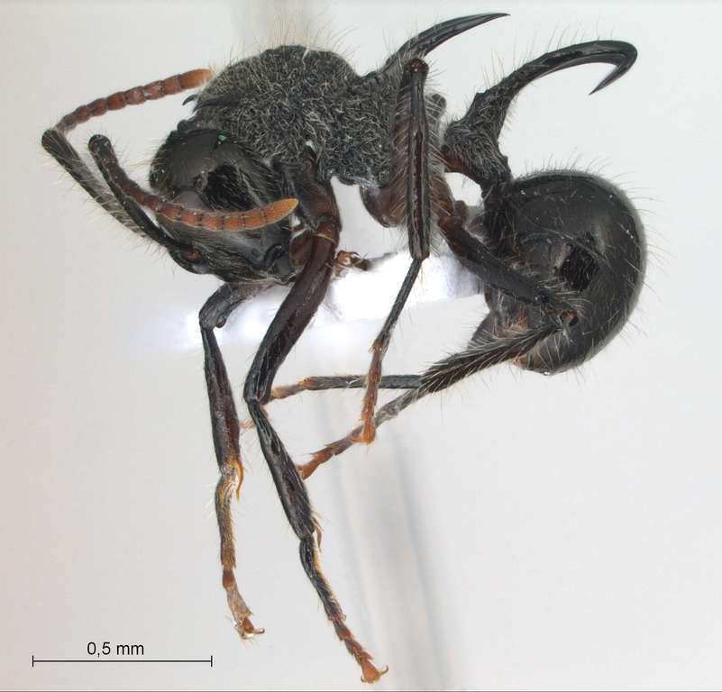 Foto Polyrhachis furcata Smith,1858 lateral