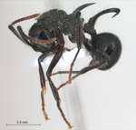 Polyrhachis furcata Smith,1858 lateral