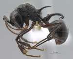 Polyrhachis furcata Smith,1858 lateral