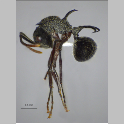 Polyrhachis furcata Smith,1858 lateral
