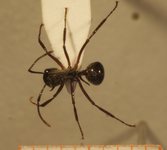 Polyrhachis furcata Smith,1858 dorsal