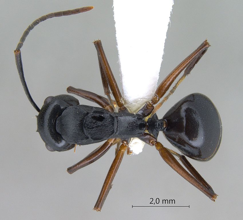 Foto Polyrhachis gribodoi Emery, 1887 dorsal