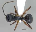 Polyrhachis gribodoi Emery, 1887 dorsal