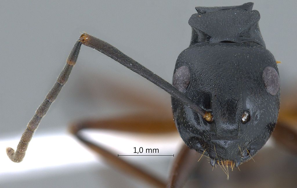 Foto Polyrhachis gribodoi Emery, 1887 frontal