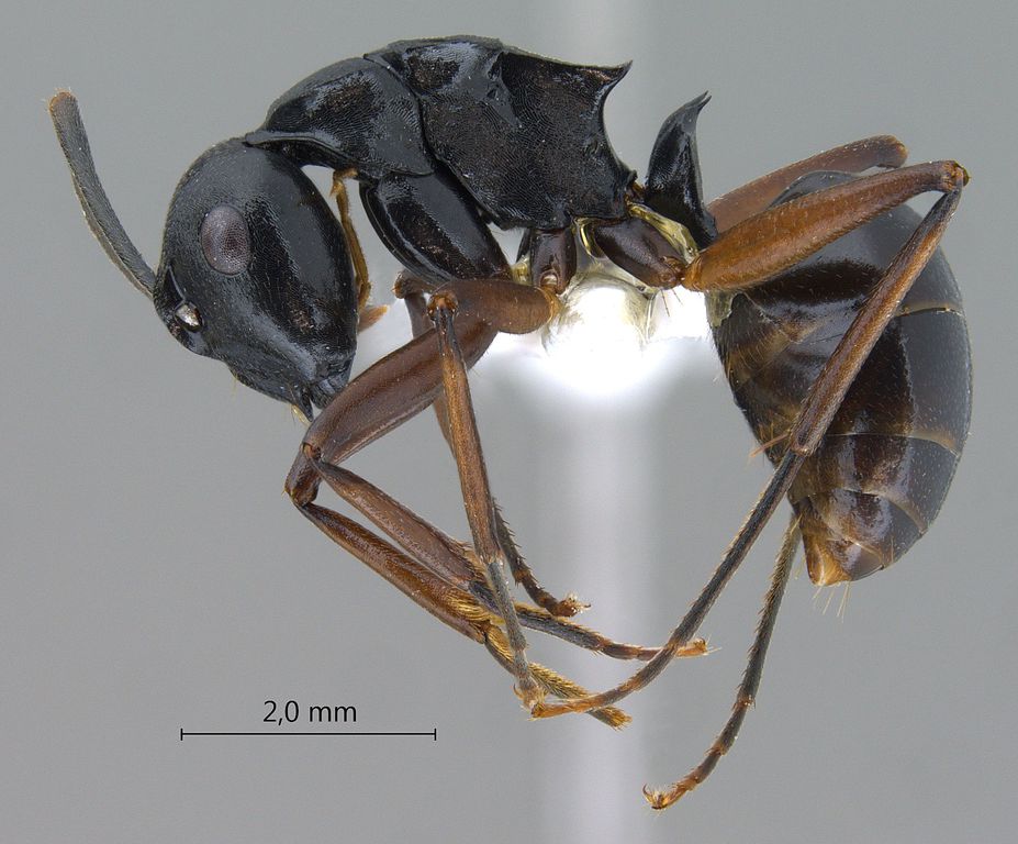 Foto Polyrhachis gribodoi Emery, 1887 lateral