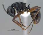 Polyrhachis gribodoi Emery, 1887 lateral