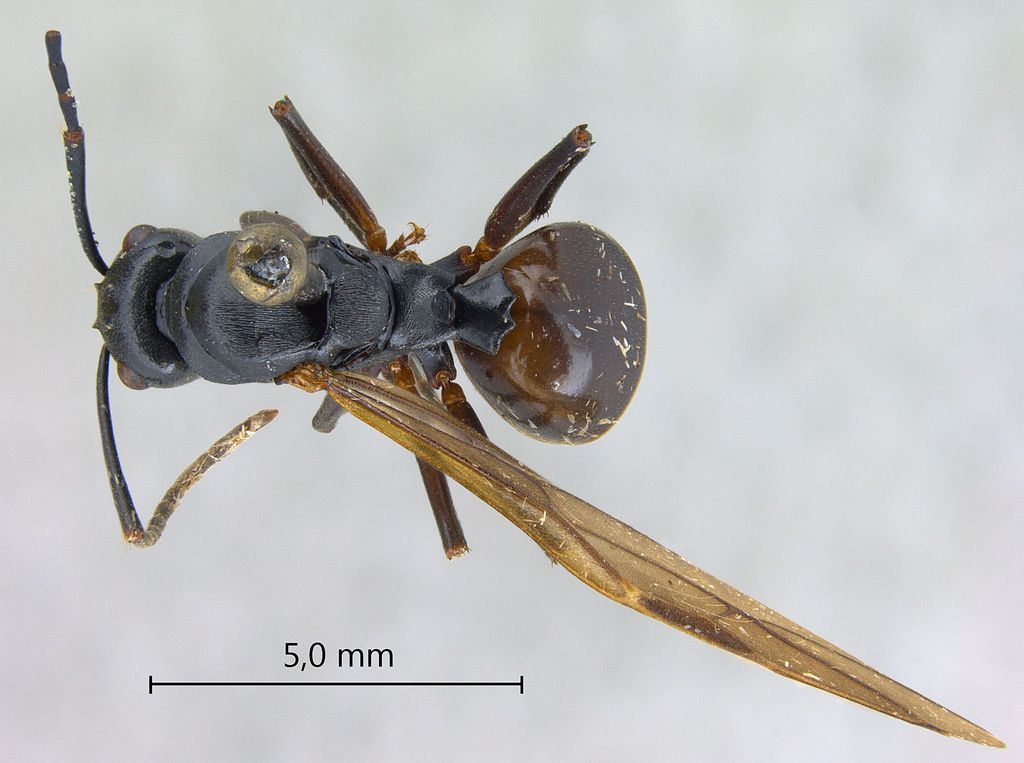 Foto Polyrhachis gribodoi Emery, 1887 dorsal