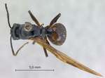 Polyrhachis gribodoi Emery, 1887 dorsal