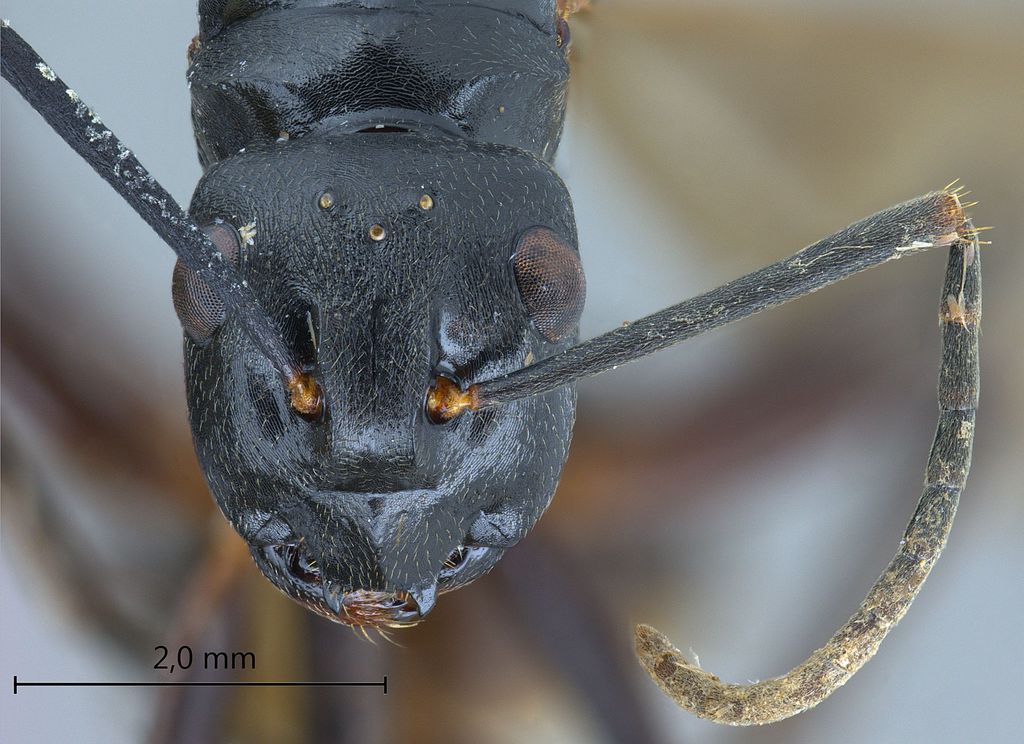 Foto Polyrhachis gribodoi Emery, 1887 frontal