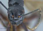 Polyrhachis gribodoi Emery, 1887 frontal