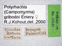 Polyrhachis gribodoi Emery, 1887 Label