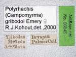 Polyrhachis gribodoi Emery, 1887 Label