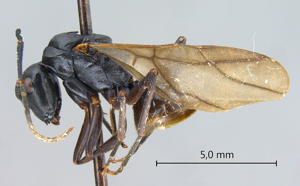 Foto Polyrhachis gribodoi Emery, 1887 lateral