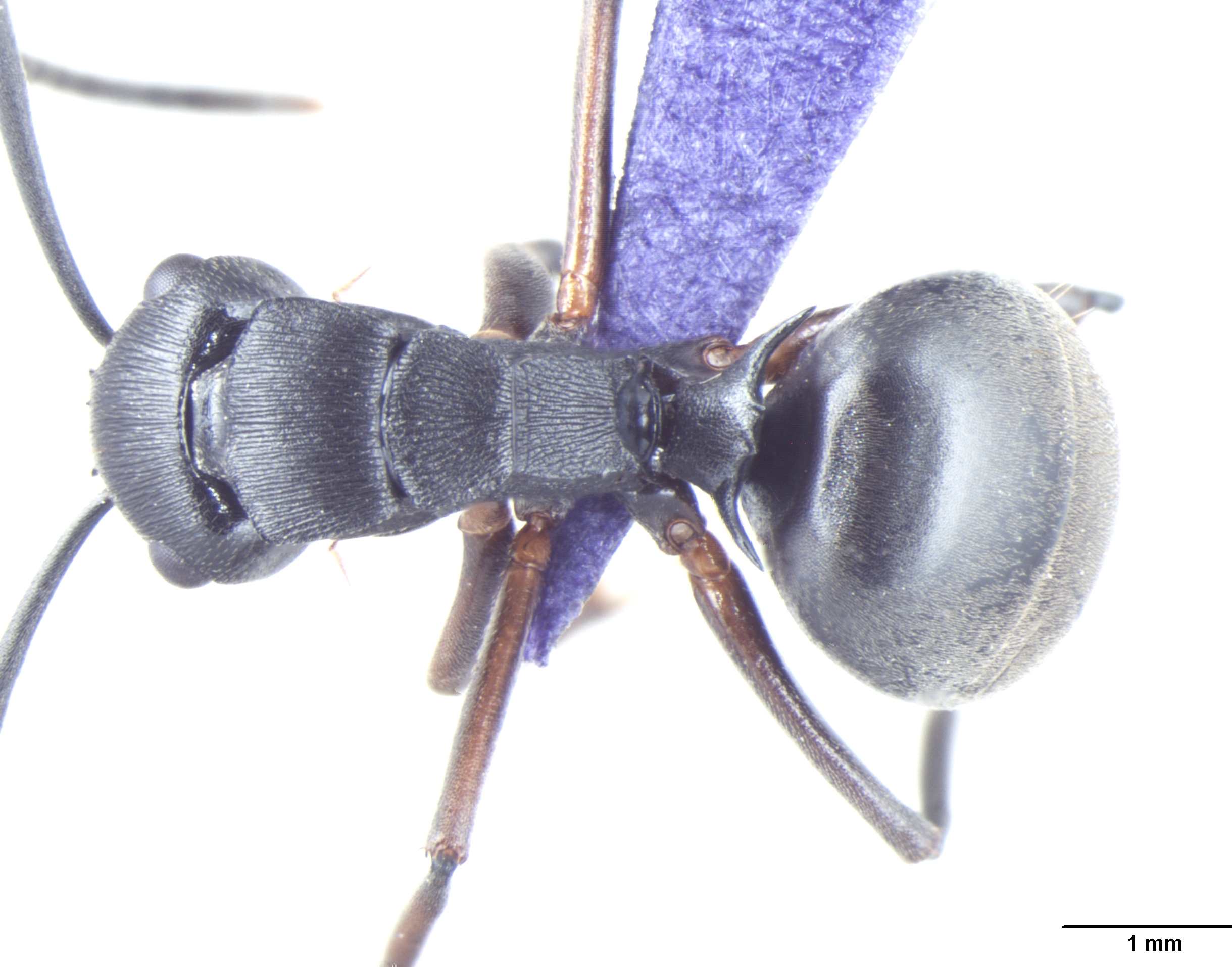 Foto Polyrhachis halidayi Emery, 1889 dorsal