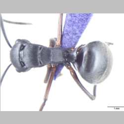 Polyrhachis halidayi Emery, 1889 dorsal