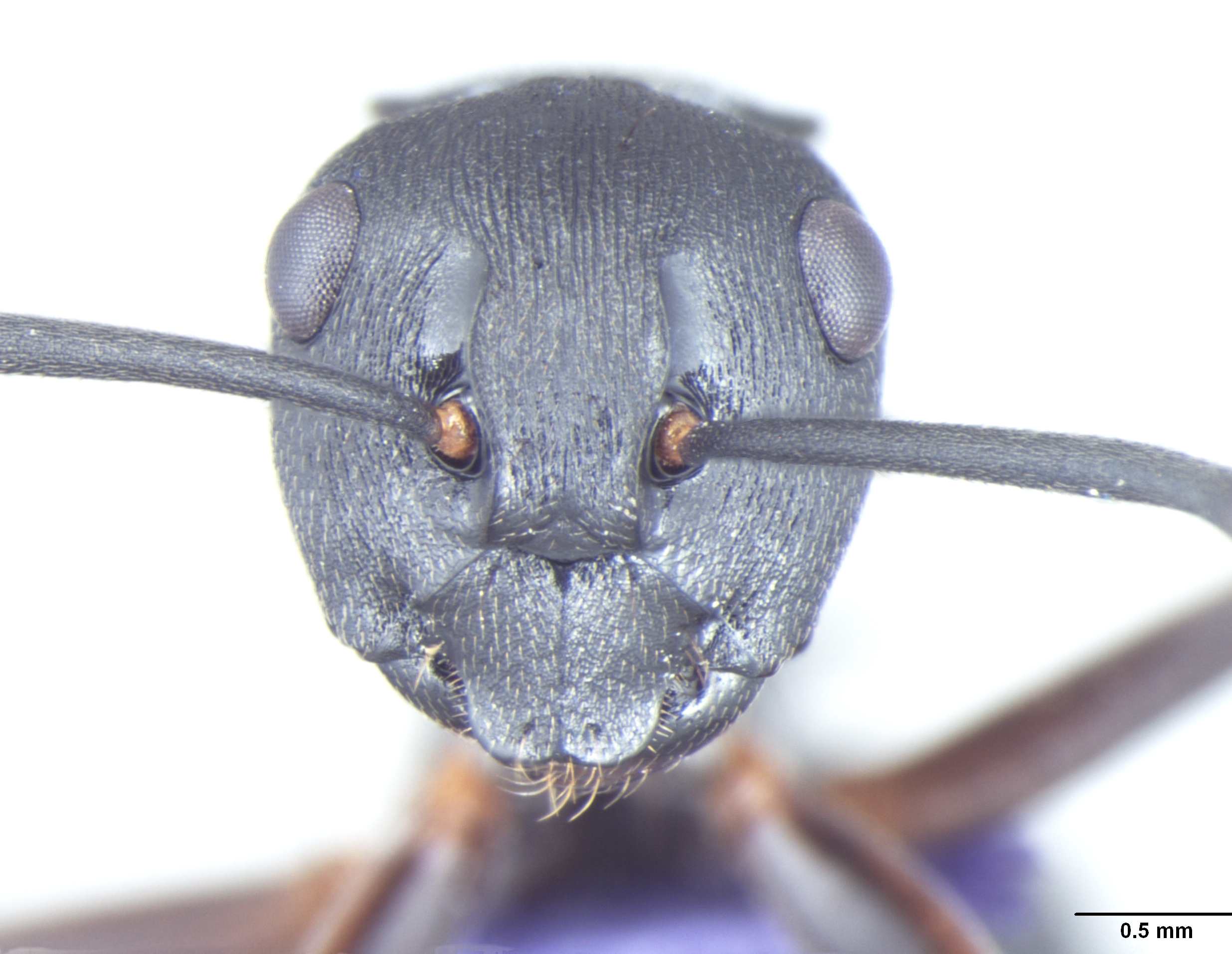 Foto Polyrhachis halidayi Emery, 1889 frontal