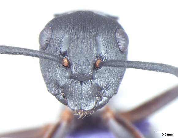 Polyrhachis halidayi Emery, 1889 frontal