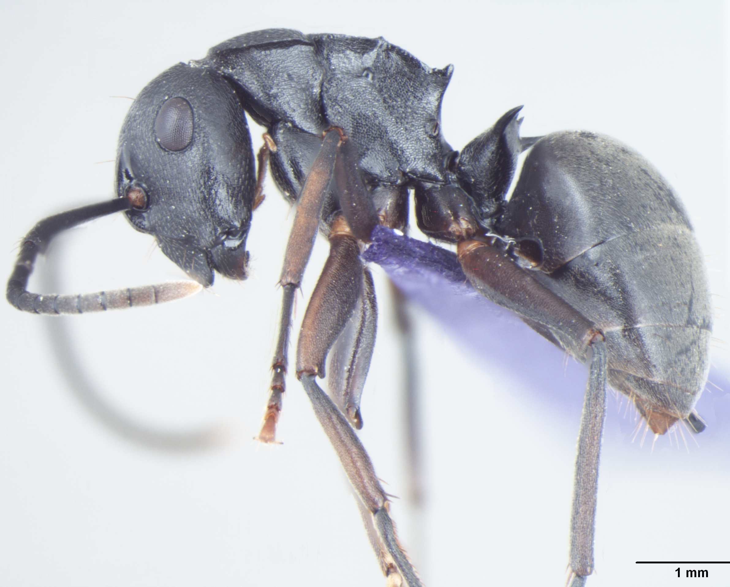 Foto Polyrhachis halidayi Emery, 1889 lateral