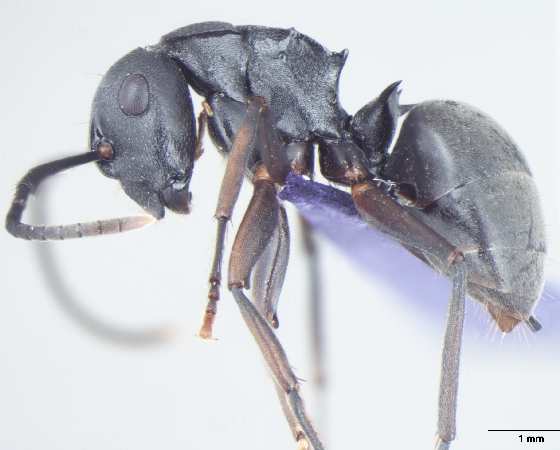 Polyrhachis halidayi Emery, 1889 lateral