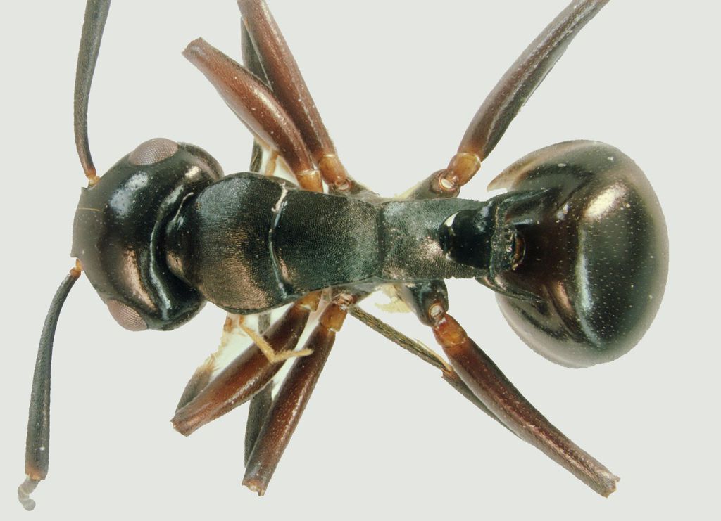 Foto Polyrhachis hashimotoi Kohout, 2007 dorsal