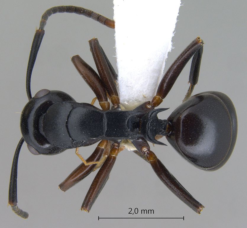 Foto Polyrhachis hashimotoi Kohout, 2007 dorsal