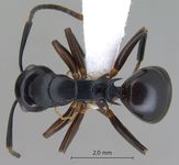 Polyrhachis hashimotoi Kohout, 2007 dorsal