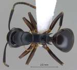 Polyrhachis hashimotoi Kohout, 2007 dorsal