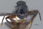 Polyrhachis hashimotoi Kohout, 2007 frontal